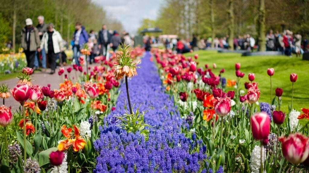 Keukenhof-Tulip-Gardens
